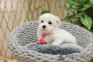 Дополнительные фото: Мальтийский щенок (мини -тип)