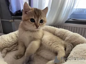 Дополнительные фото: BKH Catten Family Tree Golden Girls готовы забрать