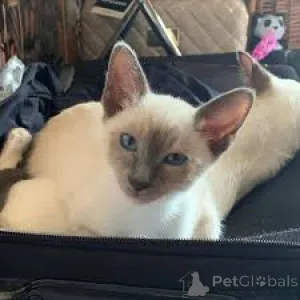 Фото №3. Сиамские котята те куп. Бельгия