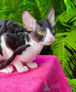 Фото №3. Chatons Orientaux на площадке для продажи. Франция