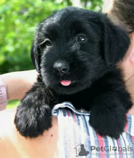 Фото №3. Giant Schnauzer puppies for sale.  США