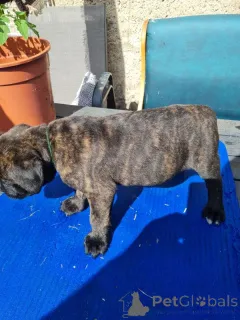 Фото №1. кане-корсо - купить в Хельсинки за 32468₽. Объявление №167368