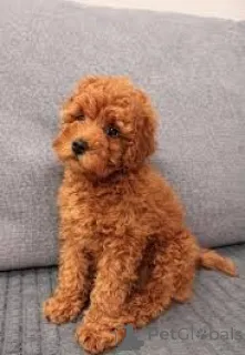 Фото №2 к объявлению №165716 о продаже пуделя (королевского) - купить в Великобритании частное объявление, заводчик