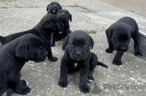 Дополнительные фото: Cane Corso щенки