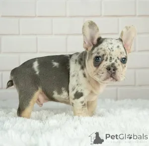 Фото №2 к объявлению №166200 о продаже французского бульдога - купить в Новой Зеландии заводчик