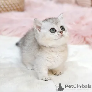 Фото №2 к объявлению №151827 о продаже манчкин - купить в США заводчик