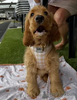 Фото №3. Нежная, как солнечный свет, и нежная, как объятия, Дейзи освещает каждое сердце,.  Исландия