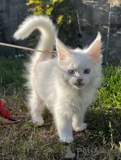 Дополнительные фото: Котенок Мейн Кун