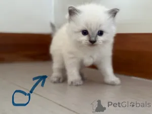 Фото №2 к объявлению №144489 о продаже рэгдолл - купить в Австрии заводчик