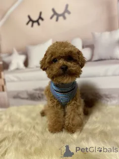 Дополнительные фото: Мальтипу мальчики