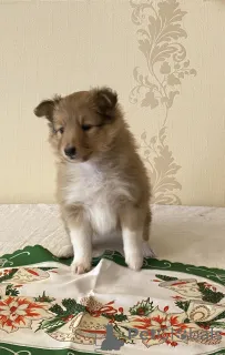 Дополнительные фото: Nataļja Golovane