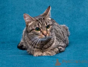 Фото №4. Продам  в Москова частное объявление - цена Бесплатно