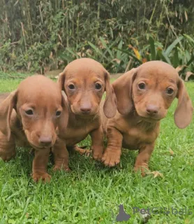 Фото №1. такса - купить в Baierbrunn за договорная. Объявление №166376