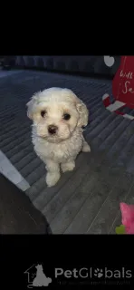 Фото №4. Продажа мальтипу в Город Теннесси частное объявление - цена договорная