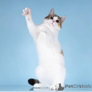 Дополнительные фото: Для котёнка-подростка Ники ищем самые добрые руки.