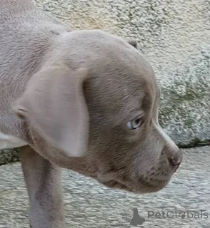 Дополнительные фото: Американские карманные щенки хулигана