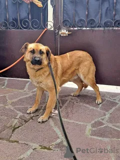 Дополнительные фото: Некрупный солнечный пес Айк ищет дом