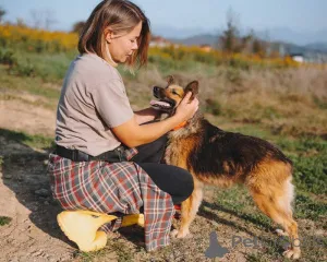 Дополнительные фото: Домашняя миниатюрная собачка Леди, идеальный компаньон ищет дом