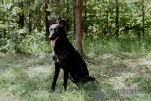 Дополнительные фото: Прекрасная юная собака Наоми в дар