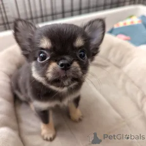 Фото №4. Продажа чихуахуа в Хельсинки частное объявление, из приюта - цена 46384₽