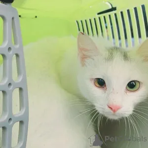 Фото №3. Юная белоснежная принцесса с разноцветными глазами ищет дом!!!! Минск.. Беларусь