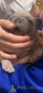 Фото №3. Высококлассные щенки французского бульдога.  США
