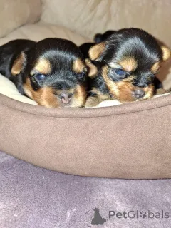 Фото №3. Täysiveriset yorkshirenterrierin pennut.  Финляндия