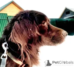 Фото №4. Продажа беспородную в Москве реке частное объявление - цена Бесплатно