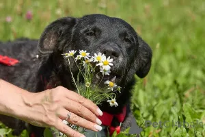 Дополнительные фото: Ночка - очень добрая и очень своя. Та, с кем легко и радостно каждый день.