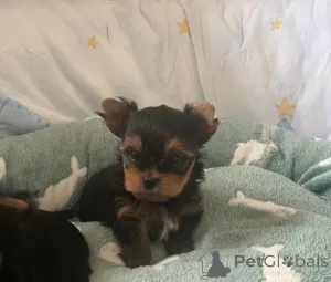 Фото №2 к объявлению №167371 о продаже йоркширского терьера - купить в Финляндии частное объявление