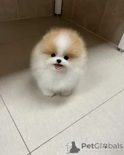 Фото №1. померанский шпиц - купить в Люлин, София за договорная. Объявление №147256