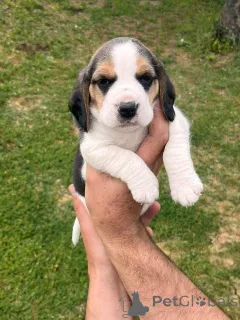 Дополнительные фото: Beagle Puppy