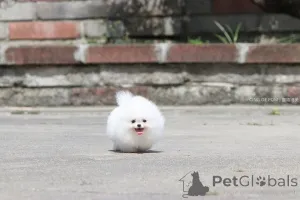 Фото №2 к объявлению №166625 о продаже померанского шпица - купить в Германии частное объявление