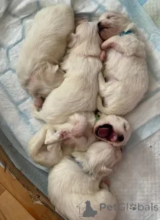 Фото №2 к объявлению №155660 о продаже беспородную - купить в США частное объявление