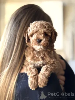 Дополнительные фото: Щенок мальтипу