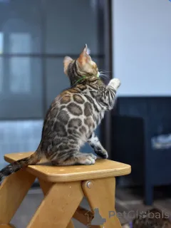 Фото №2 к объявлению №166568 о продаже бенгальская - купить в Беларуси частное объявление, из питомника, заводчик