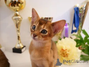 Дополнительные фото: Клубные абиссинские котята