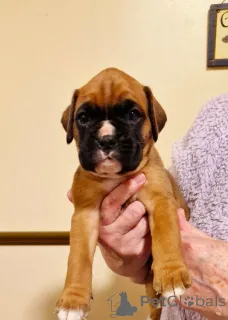 Дополнительные фото: Щенки Rew's Brown and Electricity ищут новый дом