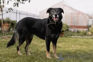 Дополнительные фото: Нежная Алсу в поисках дома!
