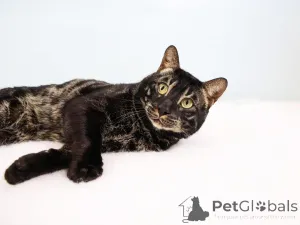 Фото №1. бенгальская - купить в Берне за 69575₽. Объявление №152645