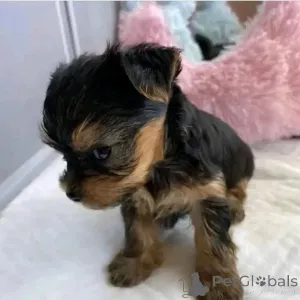 Фото №2 к объявлению №165398 о продаже йоркширского терьера - купить в Германии частное объявление, из приюта