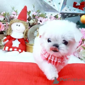 Фото №1.  - купить в Алмере за договорная. Объявление №162187