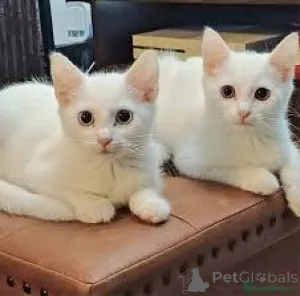 Фото №1. турецкая ангора - купить в Хельсинки за 46384₽. Объявление №166340