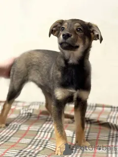 Фото №2 к объявлению №163756 о продаже беспородную - купить в России частное объявление