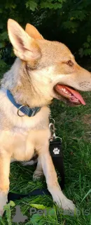 Фото №1. чехословацкая волчья собака - купить в Минске за договорная. Объявление №33280