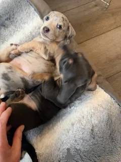 Дополнительные фото: Stunning Dachsund puppies from our beloved pets