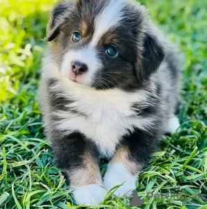 Фото №3. Toilet trained vet Checked Australian shepherds.  Австралия