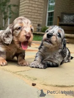 Фото №1. такса - купить в Дворянство за 69575₽. Объявление №161829