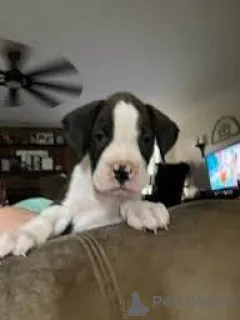 Фото №4. Продажа добермана в Эссенбах частное объявление, заводчик - цена 92767₽