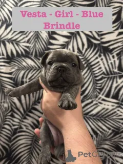 Дополнительные фото: Щенки французского бульдога, зарегистрированные в KC.